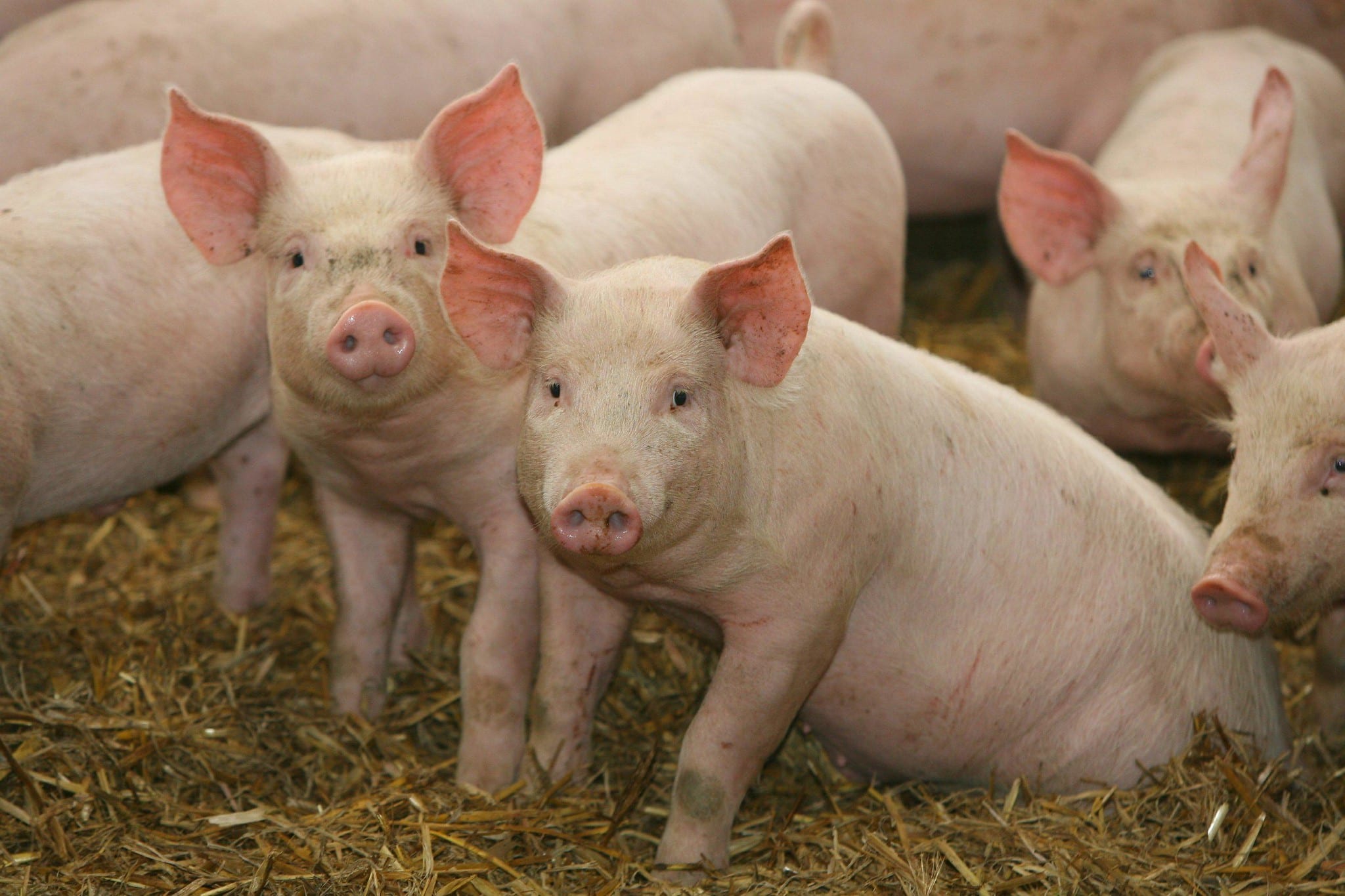 Colombia inicia exporaciones de cerdo