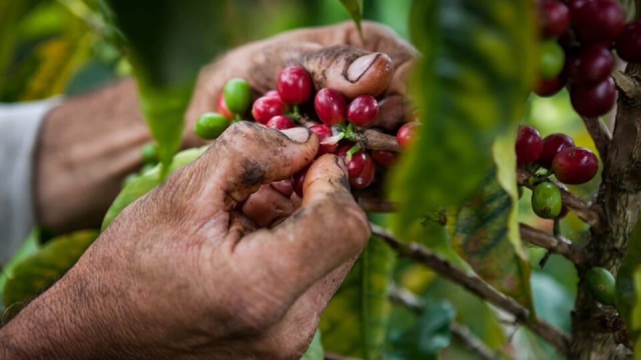 Producción nacional de café cayó 16% en febrero por factores climáticos