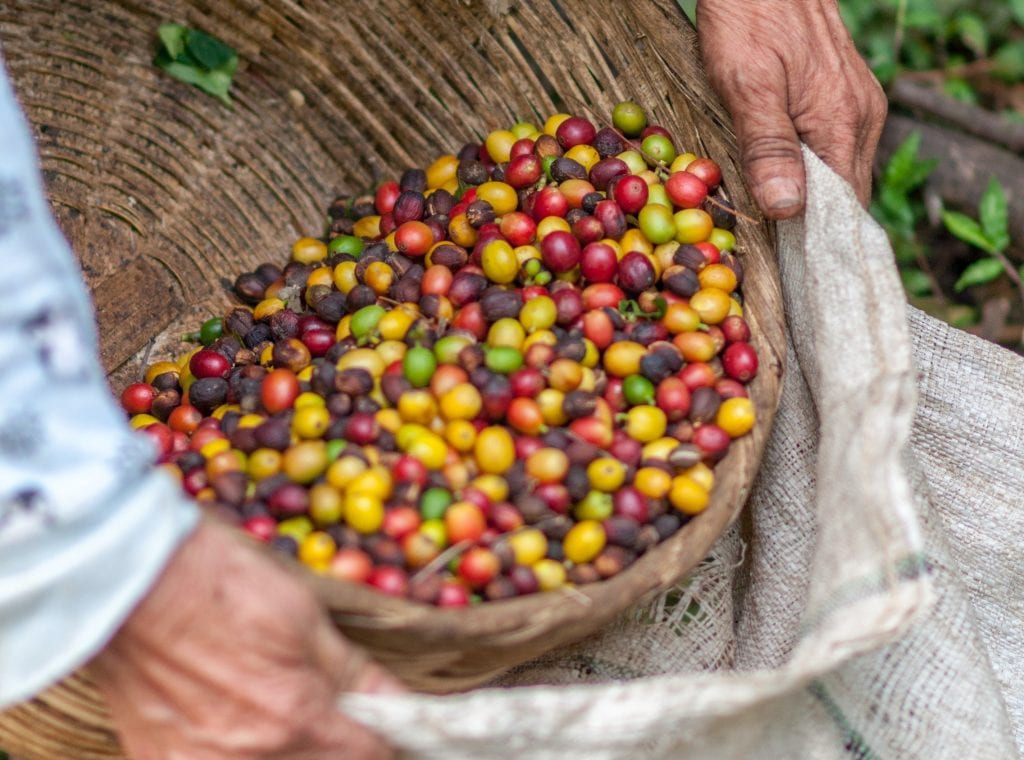 La Producción De Café En Colombia Cayó Un 13 En Octubre Forbes Colombia