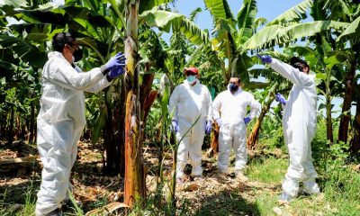 Perú mantiene bajo control hongo del banano que preocupa a América Latina