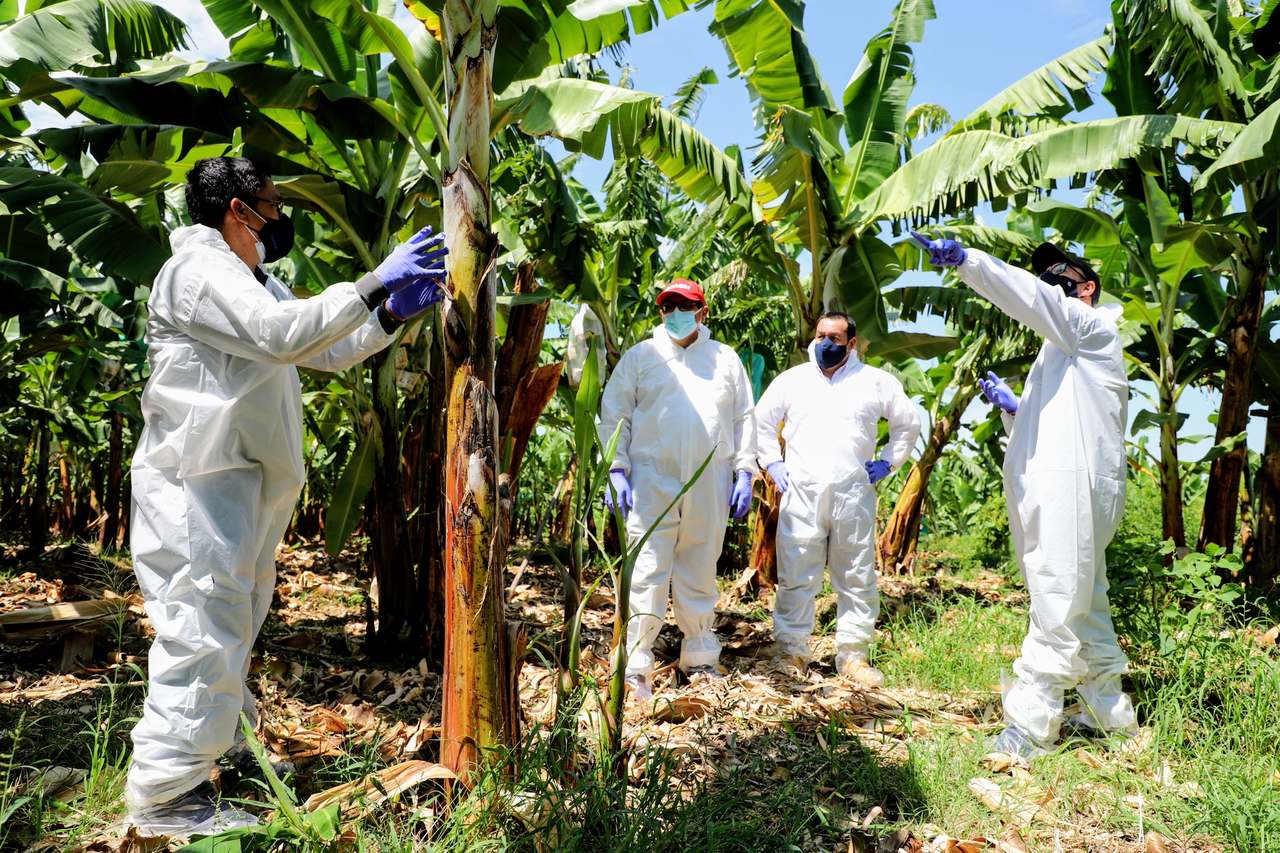 Perú mantiene bajo control hongo del banano que preocupa a América Latina