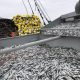 Perú: Industria pesquera de anchoveta se recupera