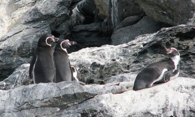 Pinguinos Humboldt Chile