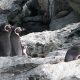 Pinguinos Humboldt Chile