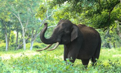 Elefante, marfil