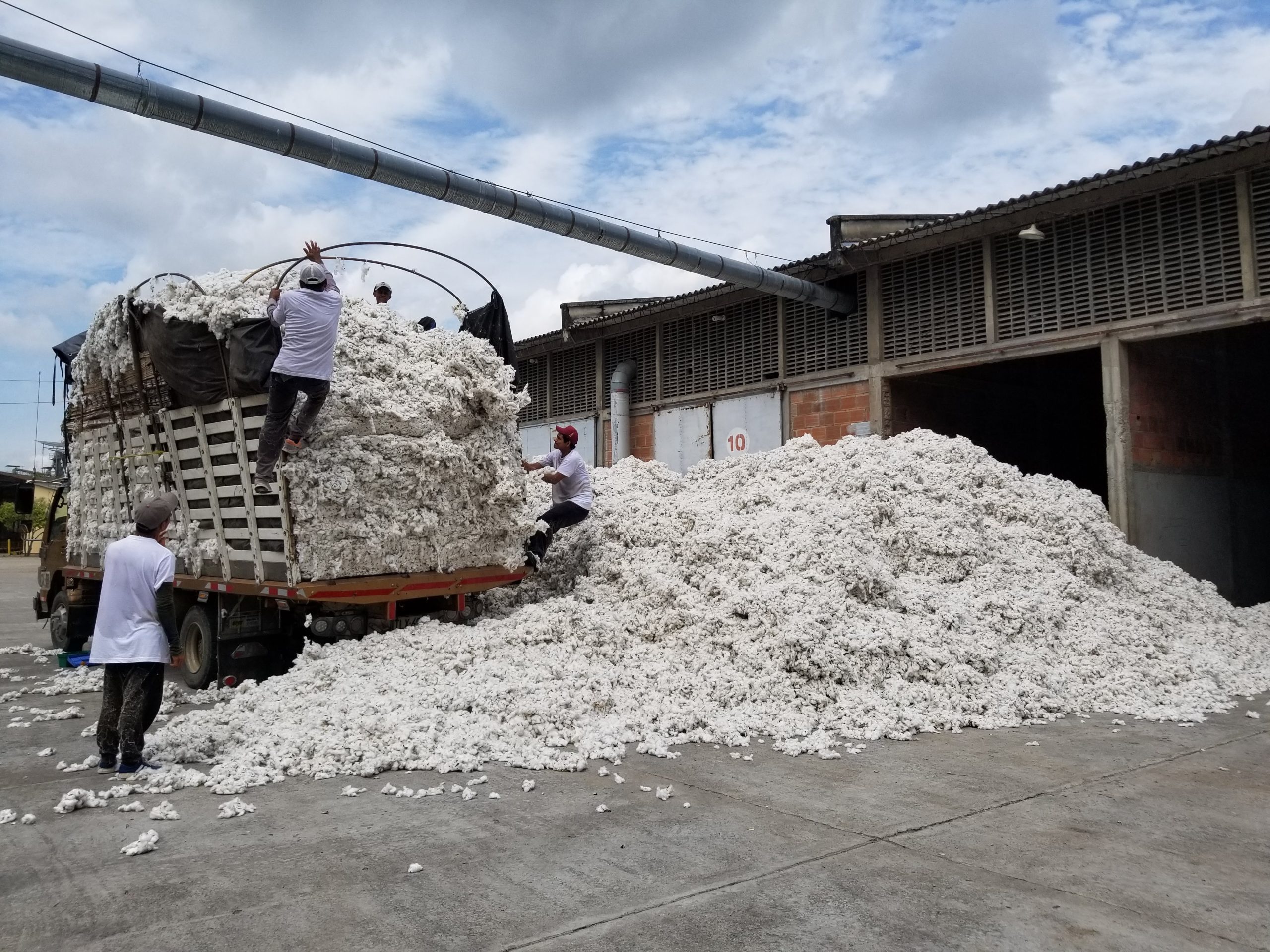 Industria de algodón proyecta para 2025 superar la producción de 14.400  toneladas